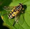 Helophilus trivittatus